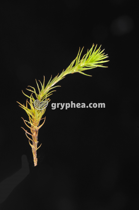 Polytric - gryphea.org